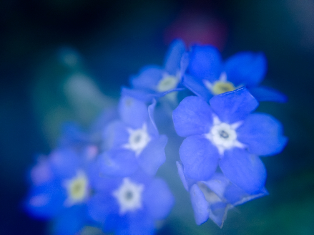 forget me nots